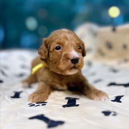 Legolas - Red  male Goldendoodle puppy in Pittsburg, Texas from Grace Springs Goldendoodles