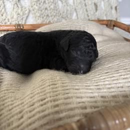 Abstract black boy - Black male Poodle puppy in Anna, Texas from Sweet Country Standards