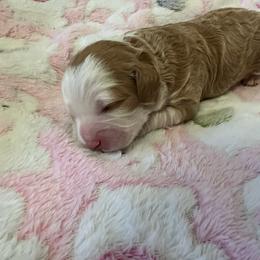 Dancer - Red female Cavapoo puppy in Bradenton, Florida from Christianna’s Mini Goldendoodles