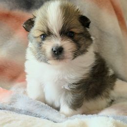 Max - Red parti male Pomeranian puppy in Gloversville, New York from ADKPOM Adirondack Pomeranians