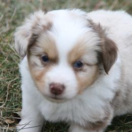 Sq22 - Red merle male Miniature Australian Shepherd puppy in Fairview, South Dakota from Dakota Toy Aussies