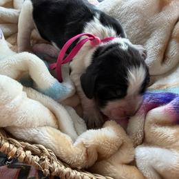 Pink - Tri-Roan female English Springer Spaniel puppy in Cleburne, Texas from Powers English Springer Spaniels