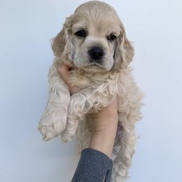 Boy 2 - Buff Cocker Spaniel puppy in Shingle Springs, California from California Spaniels