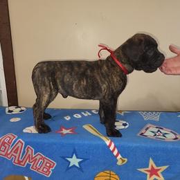 R.W. - Red brindle male Bullmastiff puppy in Wakarusa, Indiana from Watchman Kennels