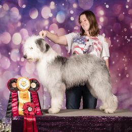 Golden Retrievers, Jack Russell Terriers, and Old English Sheepdogs from Saddle Rock Kennels