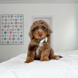 Neville - male Golden Mountain Doodle puppy in Murray, Utah from Good Looking Dogs