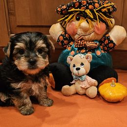 Boy 4 - Black and tan male Yorkshire Terrier puppy in Plainwell, Michigan from Preuss Puppies