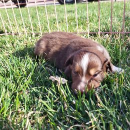 Australian Shepherd Puppies from Charmed Australian Shepherds