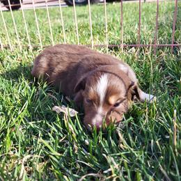 Australian Shepherd Puppies from Charmed Australian Shepherds