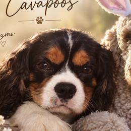 Cavalier King Charles Spaniels and Cavapoos from Blue Ridge Cavaliers
