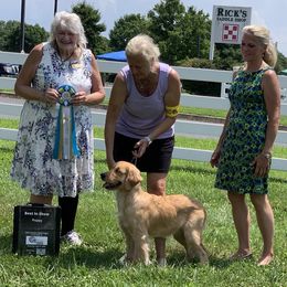 Golden Retrievers from CeCe Goldens