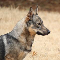 Brigid - Swedish Vallhund