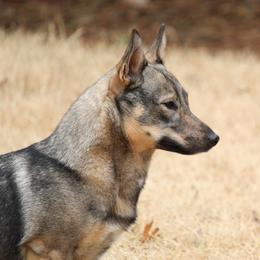 Brigid - Swedish Vallhund