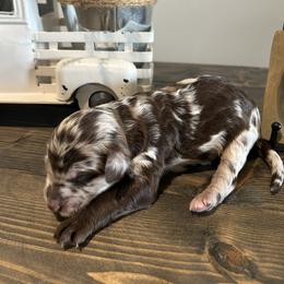 Chocolate Merle Girl - Merle female Goldendoodle puppy in Lancaster, South Carolina from Silver Hill Farm SC