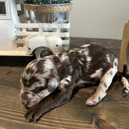 Chocolate Merle Girl - Merle female Goldendoodle puppy in Lancaster, South Carolina from Silver Hill Farm SC
