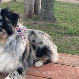 Miniature American Shepherds from Addie’s Aussies