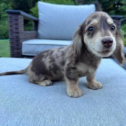 Rocky - Dapple male Dachshund puppy in Cottage Grove, Oregon from Freckled Roots Farm Dachshunds