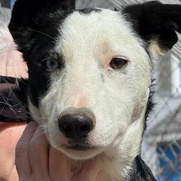 Ka'amaru - Black and white male Border Collie puppy in Canaan, New Hampshire from Henam Border Collies