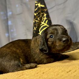 Brownie - Brindle male Dachshund puppy in Springfield, Oregon from Storybook Dachshunds