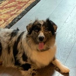 Piper - Miniature Australian Shepherd