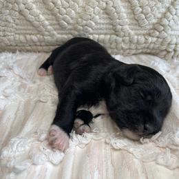 Peter - Black male Schnoodle puppy in Lathrop, Missouri from RR Schnoodles