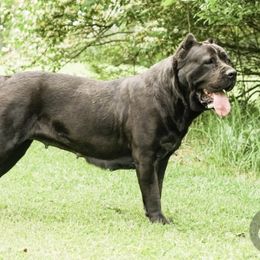 Lakota - Cane Corso