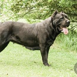 Lakota - Cane Corso