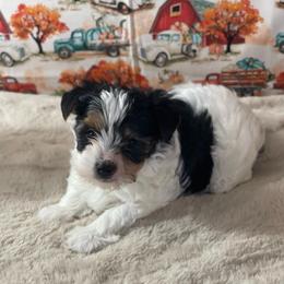 Kane 2650 - Black tan and white male Biewer Terrier puppy in Douglas, Georgia from Heartland small breeds