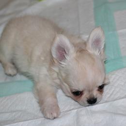 Daemon 2,800 - Cream and white male Chihuahua puppy in Cache, Oklahoma from Charming Lil Chihuahuas