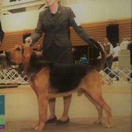 Copper - Bloodhound