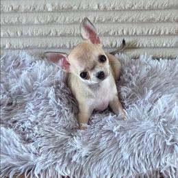 Teenie Tiny - Fawn male Chihuahua puppy in Cape Coral, Florida from Inspired Chihuahuas