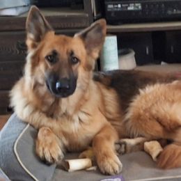 Phoenix - German Shepherd