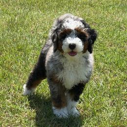 Red Boy - Blue merle male Bernedoodle puppy in Fort Gibson, Oklahoma from Waggle Doodles