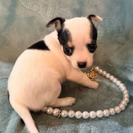 Anna (runt) charting at 3 pound grown - Black and white female Chihuahua puppy in Seneca, Missouri from Stephanie’s Puppy Colony