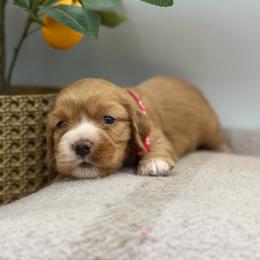 Yoda red male - Red male Cocker Spaniel puppy in Howe, Indiana from A&J Kennel