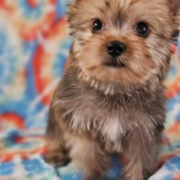 Yorkshire Terrier Puppies from Monique Davila