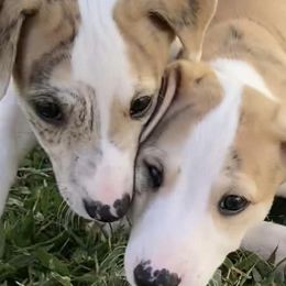 Whippets from Beloved Whippets