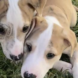 Whippets from Beloved Whippets
