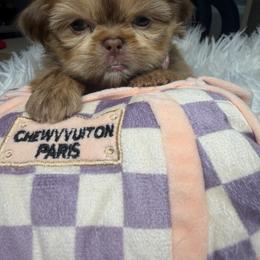 Diva - Liver female Shih Tzu puppy in Seattle, Washington from Shih Tzu’s  ‘N’ Love