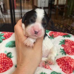 Tri boy 2 - Tri-color male Cavalier King Charles Spaniel puppy in Phoenix, Arizona from Larisa's Cavaliers