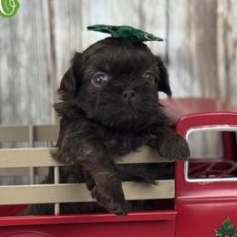Clairee - Liver female Shih Tzu puppy in Beatrice, Nebraska from I Shih Tzu Not Puppies