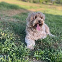 Rosie - Australian Labradoodle