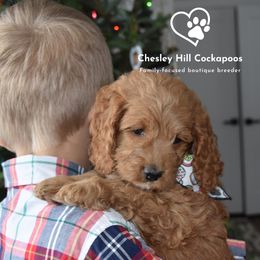 Cockapoo Puppies from Chesley Hill Cockapoos