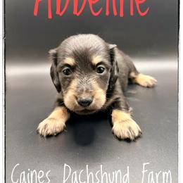 Abbeline - Black and cream female Dachshund puppy in Cincinnati, Ohio from Caines Dachshund Farm