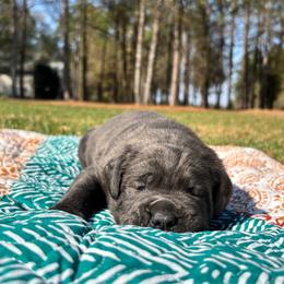 Larry - Gray brindle male Cane Corso puppy in Beech Island, South Carolina from Relic Cane Corso