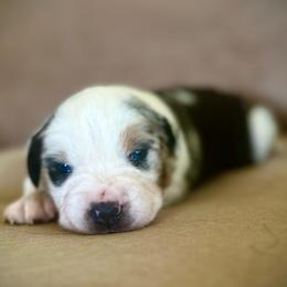 Girl 2: Blue Merle, full tail - Blue merle female Australian Shepherd puppy in St. Paul, Oregon from Raybell Ridge Farm