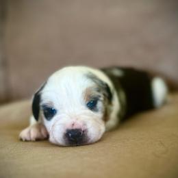 Girl 2: Blue Merle, full tail - Blue merle female Australian Shepherd puppy in St. Paul, Oregon from Raybell Ridge Farm