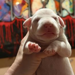 Male 1 - White and liver brown male Dalmatian puppy in Lake Mathews, California from Bully Market