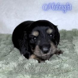 Midnight - Black and cream male Dachshund puppy in Alto, Texas from Double W Doxies
