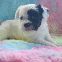 Powderpuff or extreme hairy hairless female 1 - White and black female Chinese Crested puppy in New Castle, Pennsylvania from Long Haul Cresteds & Long Rotts